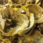 Hoja de parra